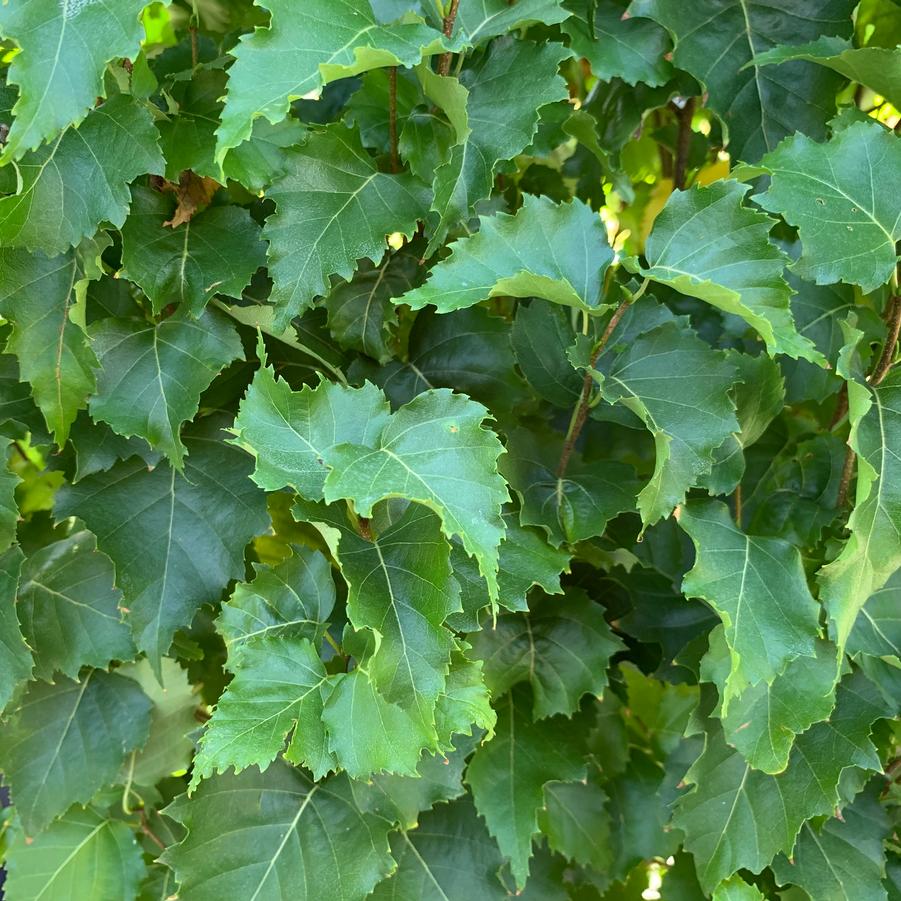Betula platyphylla Parkland Pillar® - White Birch from Pleasant Run Nursery