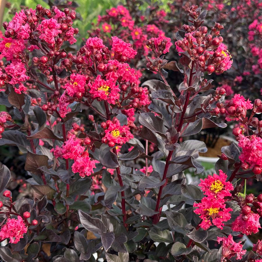 Lagerstroemia Center Stage® 'Pink' - Crapemyrtle from Pleasant Run Nursery