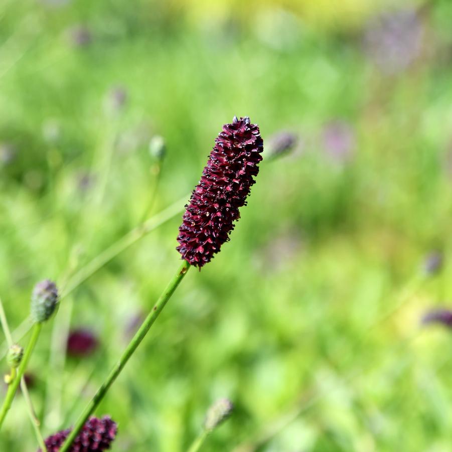 Sanguisorba x 'Plum Drops' - Burnet (Photo: Intrinsic Introductions)