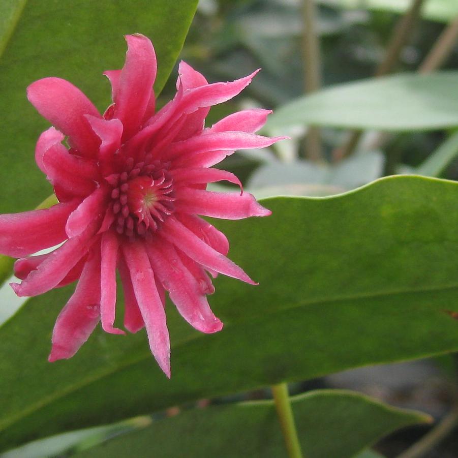 Illicium floridanum 'Halley's Comet' - Anise Tree from Pleasant Run Nursery