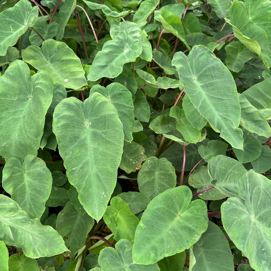 Colocasia x Polargreen™ - Elephant Ear from Pleasant Run Nursery
