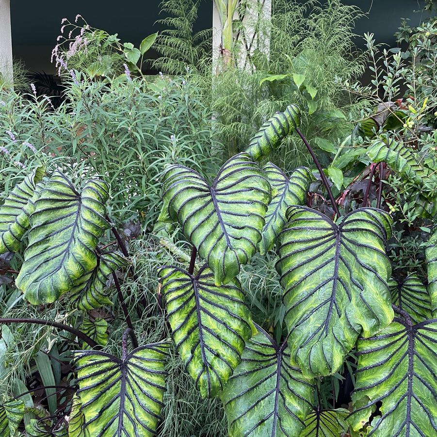 Colocasia x Pharaoh's Mask™ - Elephant Ear Photo: Plants Nouveau