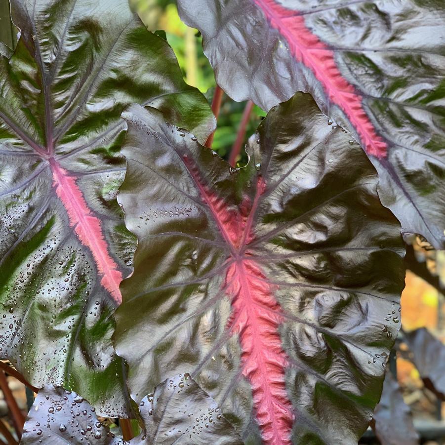 Colocasia x Redemption™ - Elephant Ear Photo: Plants Nouveau