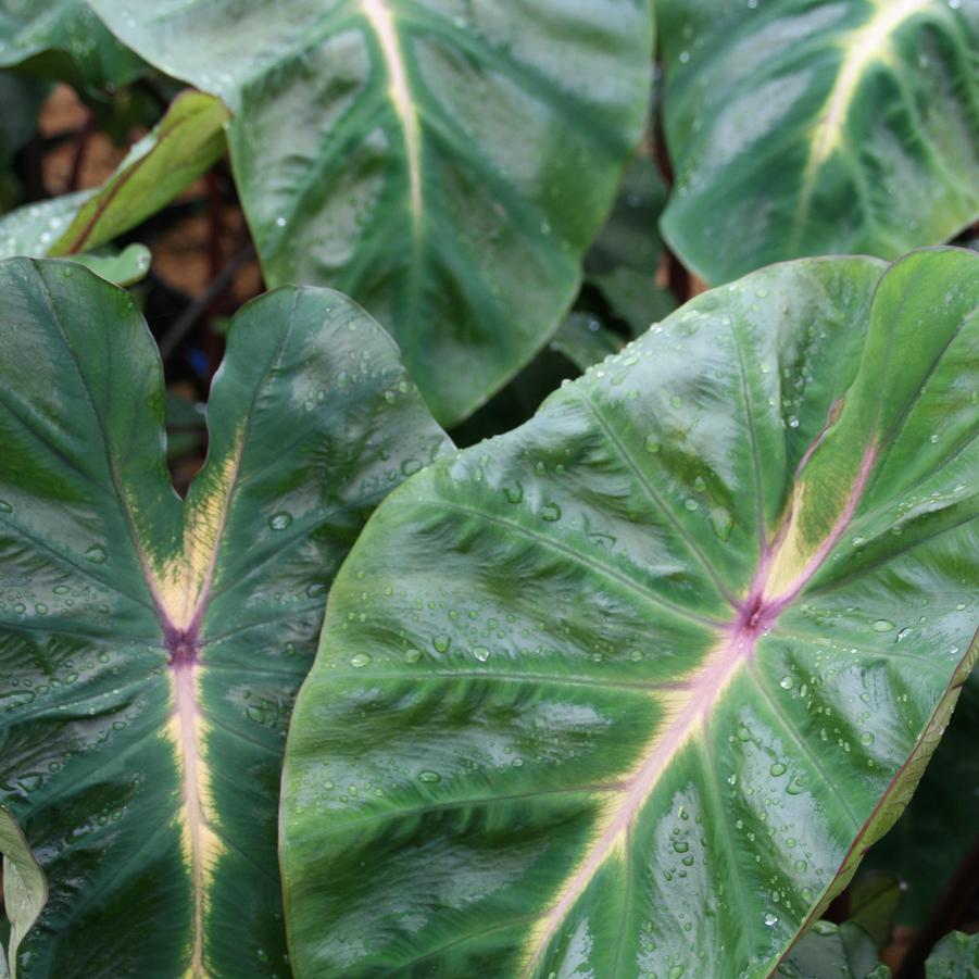 Colocasia x Royal Hawaiian® 'Waikiki' - Elephant Ear from Pleasant Run Nursery