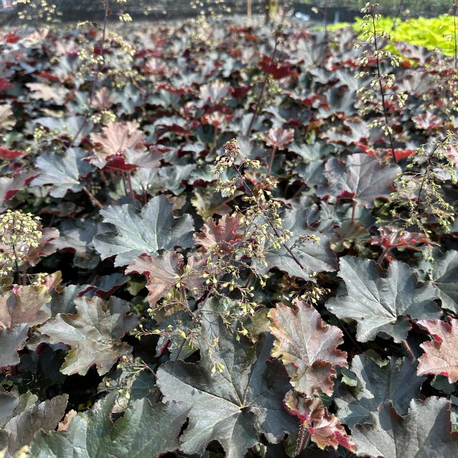 Heuchera villosa 'Bronze Wave' - Coral Bells - Alum Root from Pleasant Run Nursery