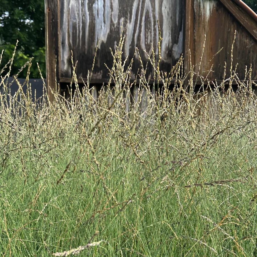 Molinia caerulea 'Edith Dudszus' - Purple Moor Grass from Pleasant Run Nursery