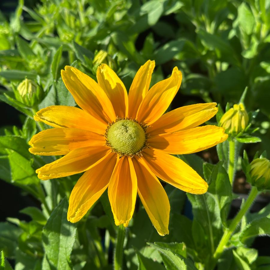 Rudbeckia hirta 'Prairie Sun' - Black-Eyed Susan from Pleasant Run Nursery