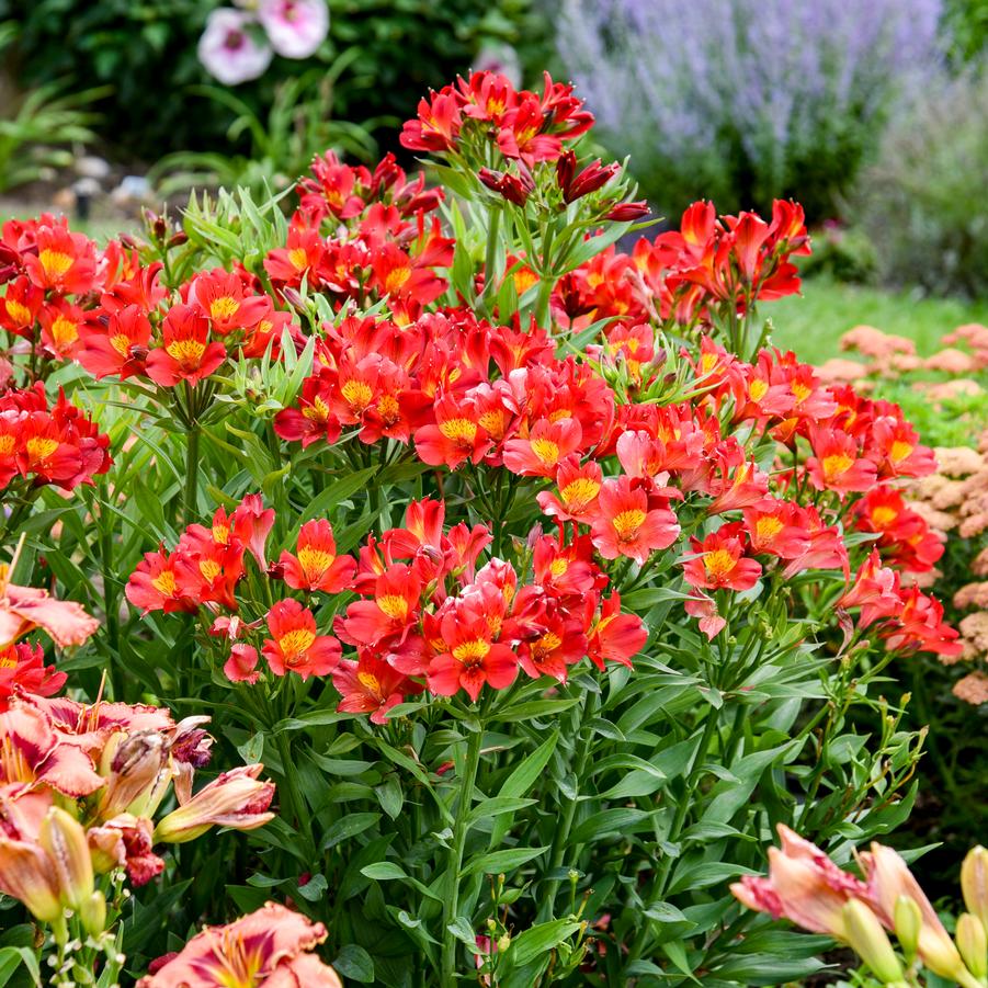 Alstroemeria x 'Summer Heat' - Peruvian Lily Photos courtesy of Walters Gardens, Inc.