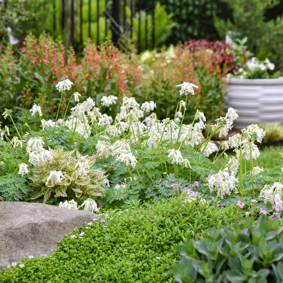 Dicentra x 'White Diamonds' - Fern-leaved Photos courtesy of Walters Gardens, Inc.