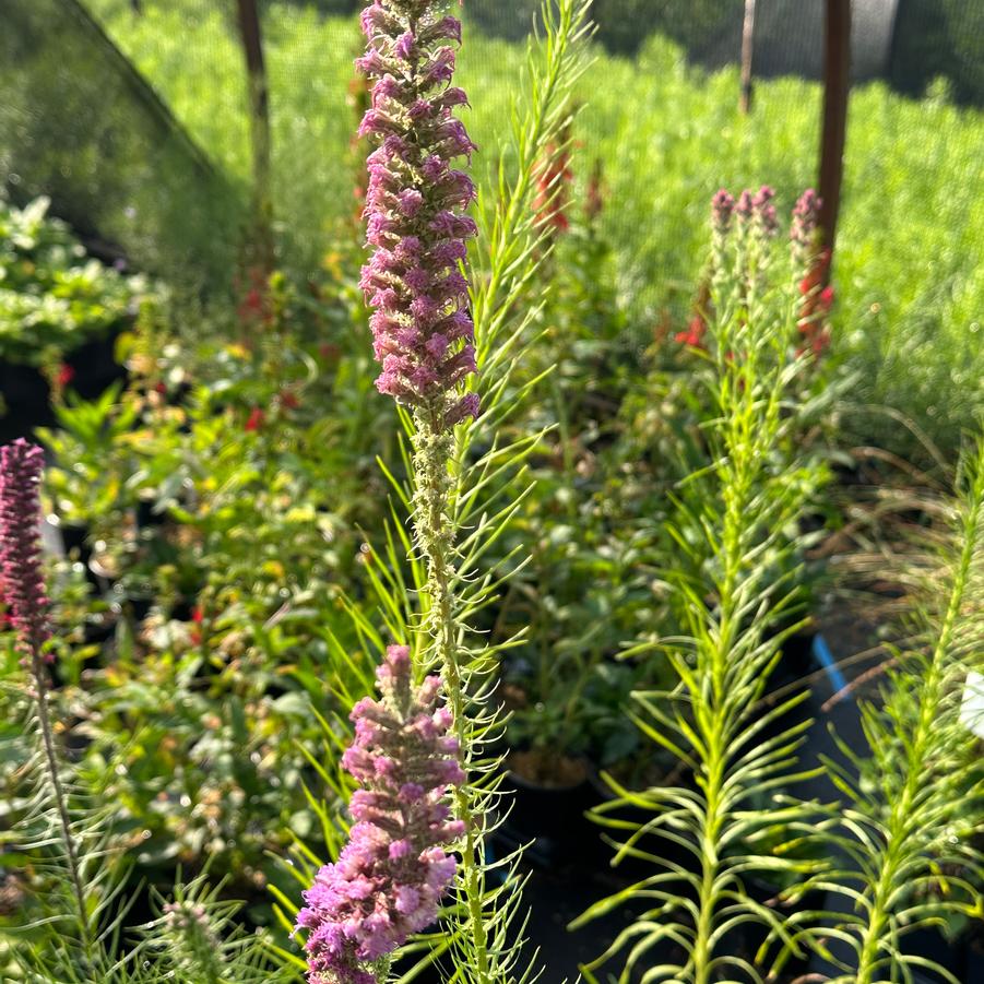 Liatris pycnostachya - Prairie Blazing Star from Pleasant Run Nursery