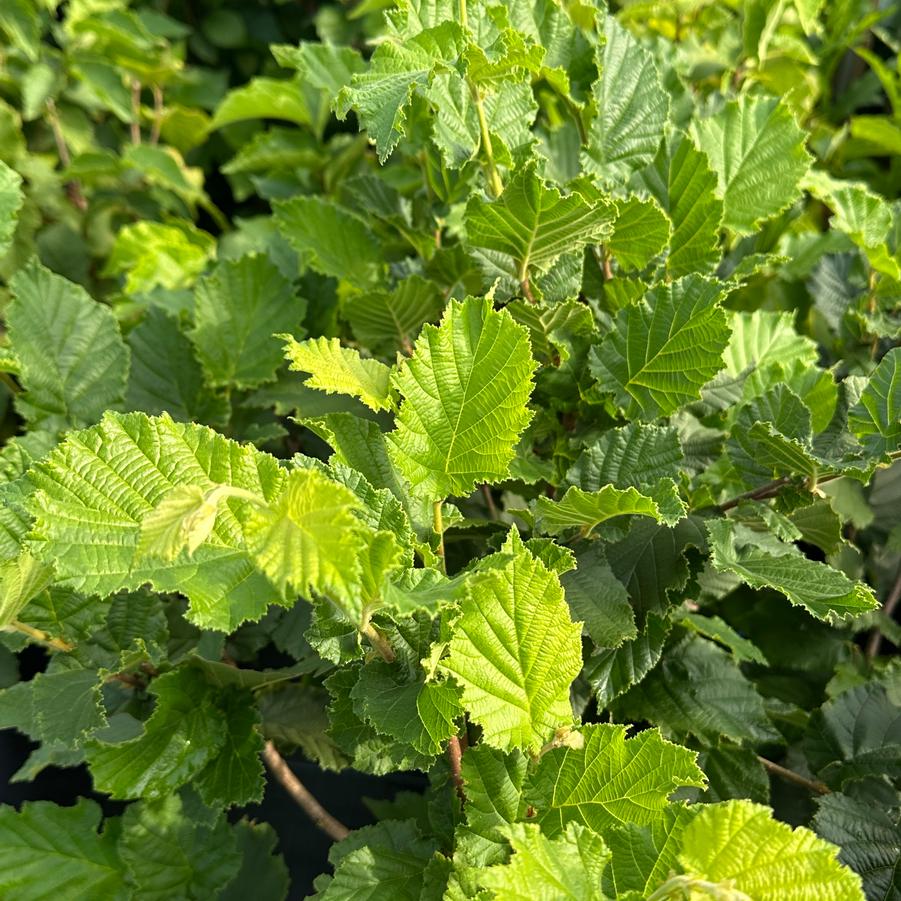 Corylus americana - American Hazelnut from Pleasant Run Nursery