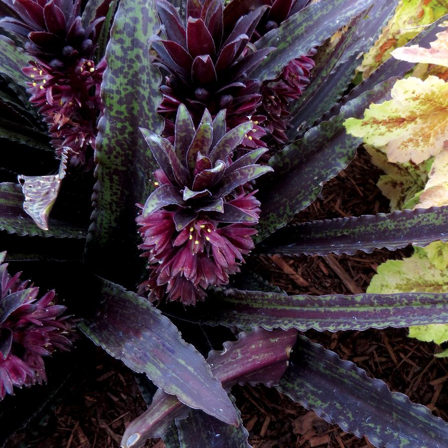 Eucomis x 'Dark Star' - Pineapple Lily Photo courtesy of TERRA NOVA® Nurseries, Inc.