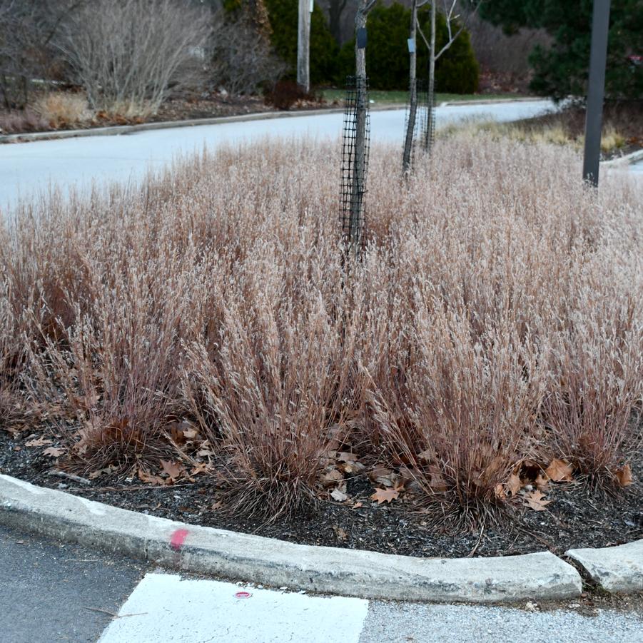 Schizachyrium scoparium 'Little Red Fox' - Photo Intrinsic Introductions