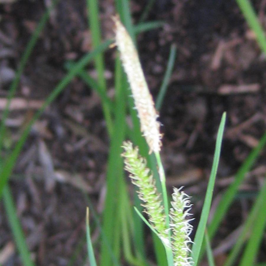 Carex stricta - Tussock Sedge from Pleasant Run Nursery