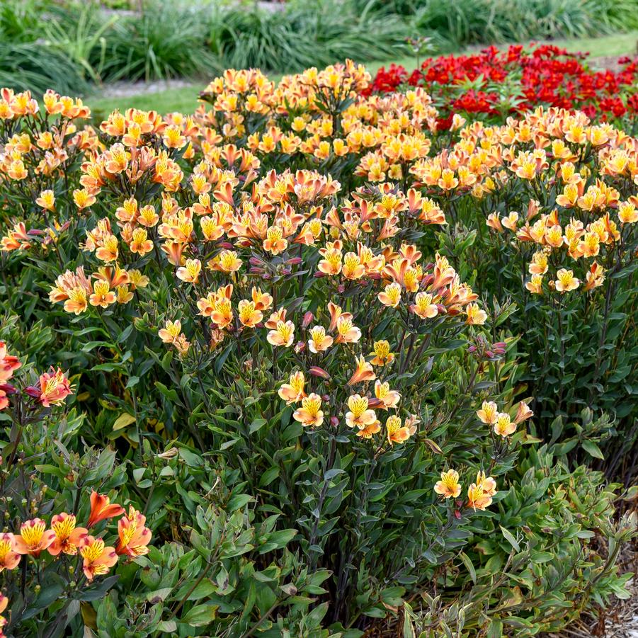 Alstroemeria x 'Summer Breeze' - Peruvian Lily Photo courtesy of Walters Gardens, Inc.