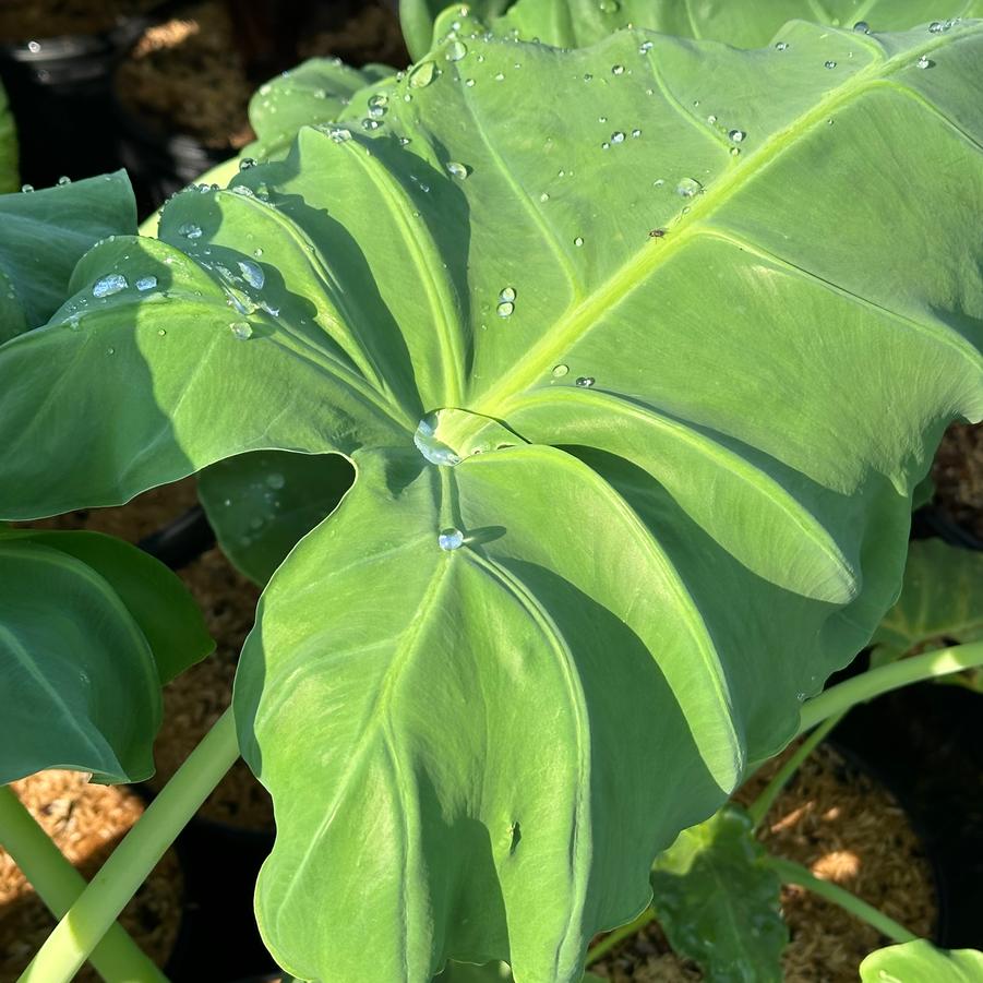 Colocasia gigantea 'Thailand Giant' - Elephant Ears from Pleasant Run Nursery