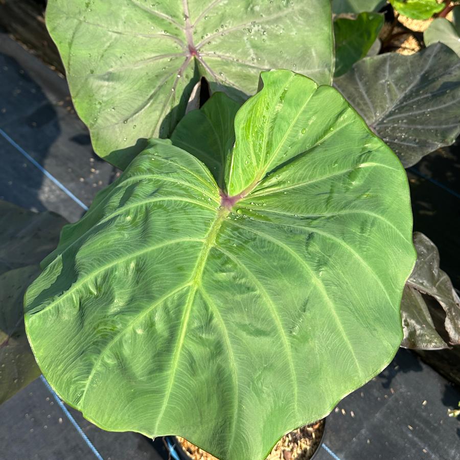 Colocasia x 'Distant Memory' - Elephant Ears from Pleasant Run Nursery