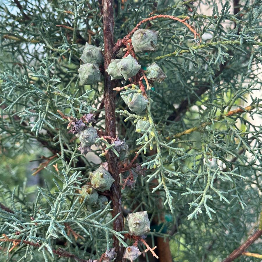 Callitropsis glabra 'Carolina-Sapphire' - Arizona Cypress from Pleasant Run Nursery