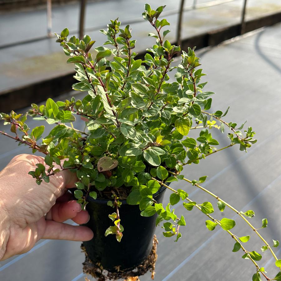 Origanum laevigatum 'Herrenhausen' - Ornamental Oregano from Pleasant Run Nursery