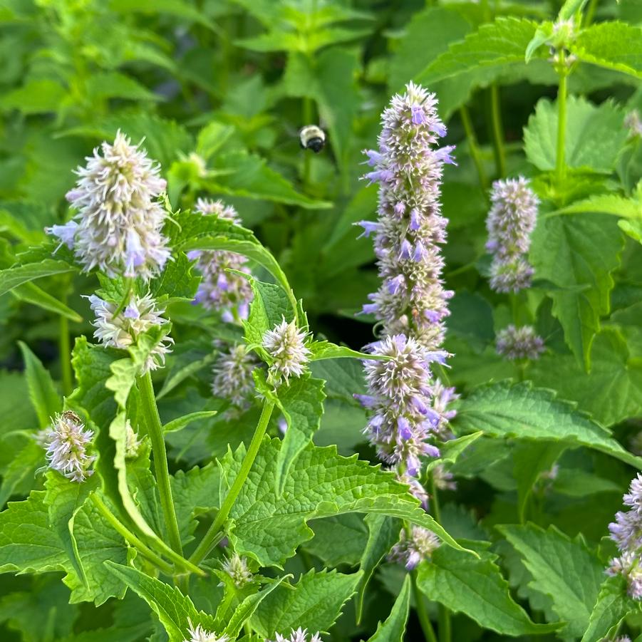 Agastache rugosa - Hyssop-Anise from Pleasant Run Nursery