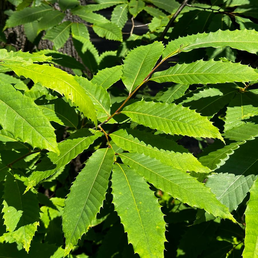 Castanea dentata - from Pleasant Run Nursery