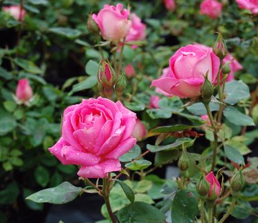 Rosa Pink Double Knock Out� (Radtkoopink)