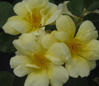 Rosa Sunny Knock Out� ('Radsunny')