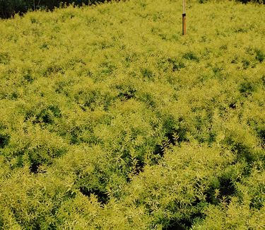 Spiraea thunbergii 'Ogon'