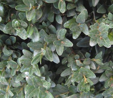 Buxus sempervirens - Common Boxwood