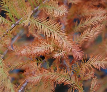 Taxodium distichum Shawnee Brave (Fall Color)