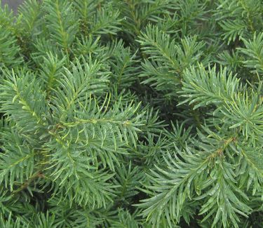 Taxus baccata 'Repandens' - Spreading English Yew