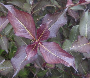 Weigela florida Wine & Roses�