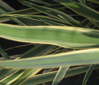 Yucca filamentosa 'Bright Edge'