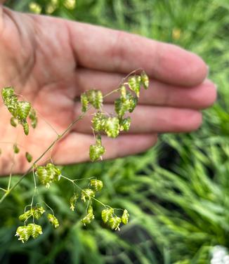 Briza media - Quaking Grass from Pleasant Run Nursery