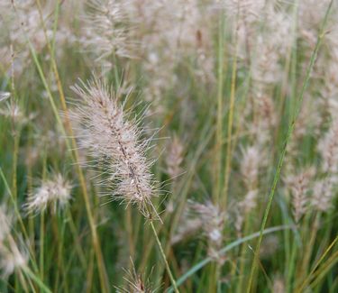Pennisetum alopecuroides 'Piglet'