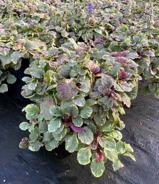 Ajuga reptans Burgundy Glow 