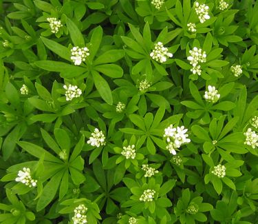 Galium odoratum - Sweet Woodruff