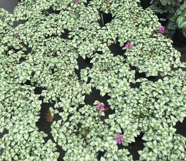 Lamium maculatum 'Purple Dragon'