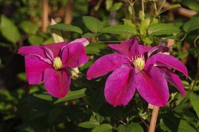 Clematis 'Niobe'