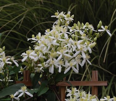 Clematis terniflora (paniculata)