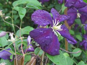 Clematis viticella 'Etoile Violette' - Italian Clematis
