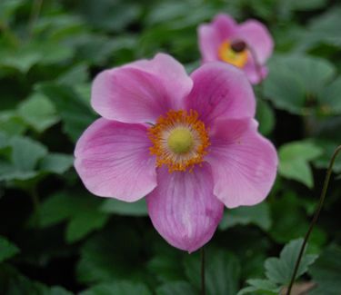 Anemone x 'September Charm'