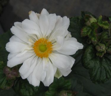 Anemone x 'Whirlwind' ('Wirlbelwind') - Japanese Anemone