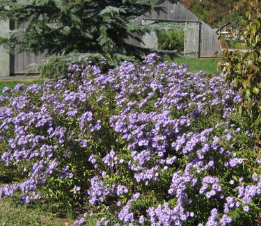 Aster oblongifolius 'October Skies'