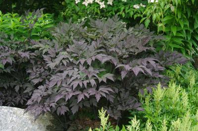 Actaea simplex Brunette (@ Maine Bot Garden)