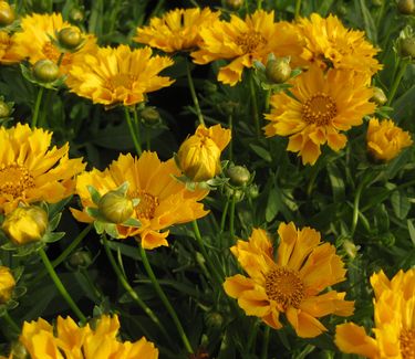 Coreopsis x 'Jethro Tull'