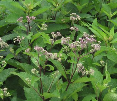 Eupatorium maculatum 'Gateway' - Spotted Joe Pye Weed