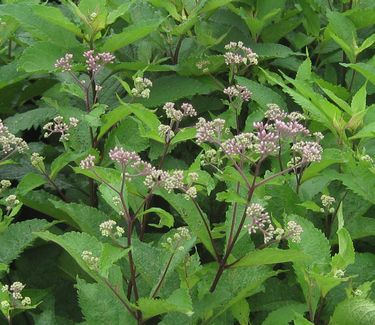 Eupatorium maculatum 'Gateway' - Spotted Joe Pye Weed 