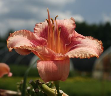 Hemerocallis 'Strawberry Candy' - Daylily