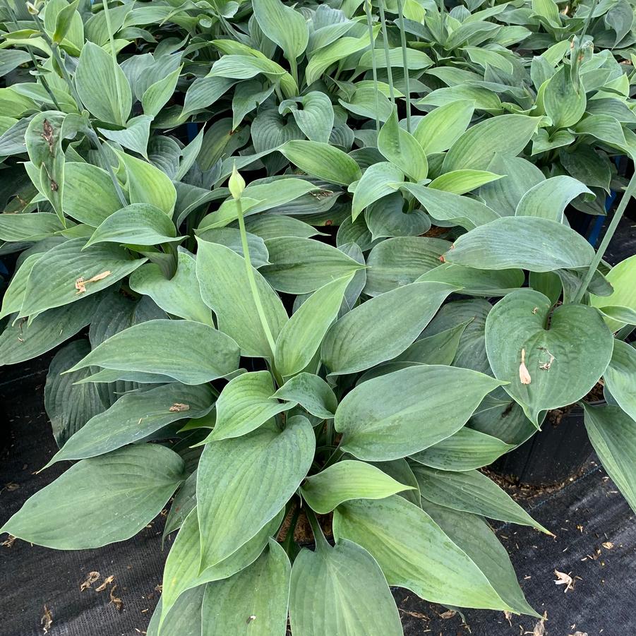 Hosta 'Blue Angel'